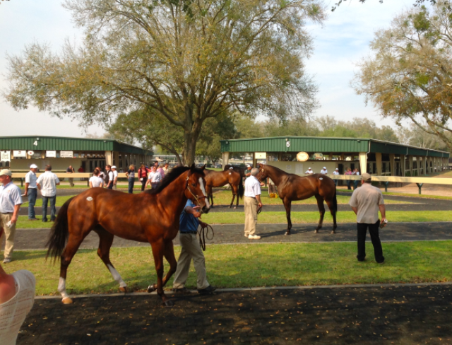 Top yearling goes for $200,000 at Ocala Breeders’ Sales Winter Mixed event