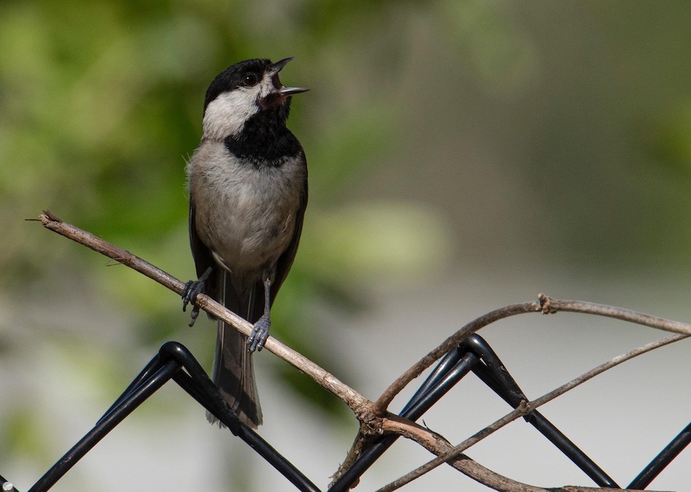 Carolina Chickadee At Oak Run In Ocala