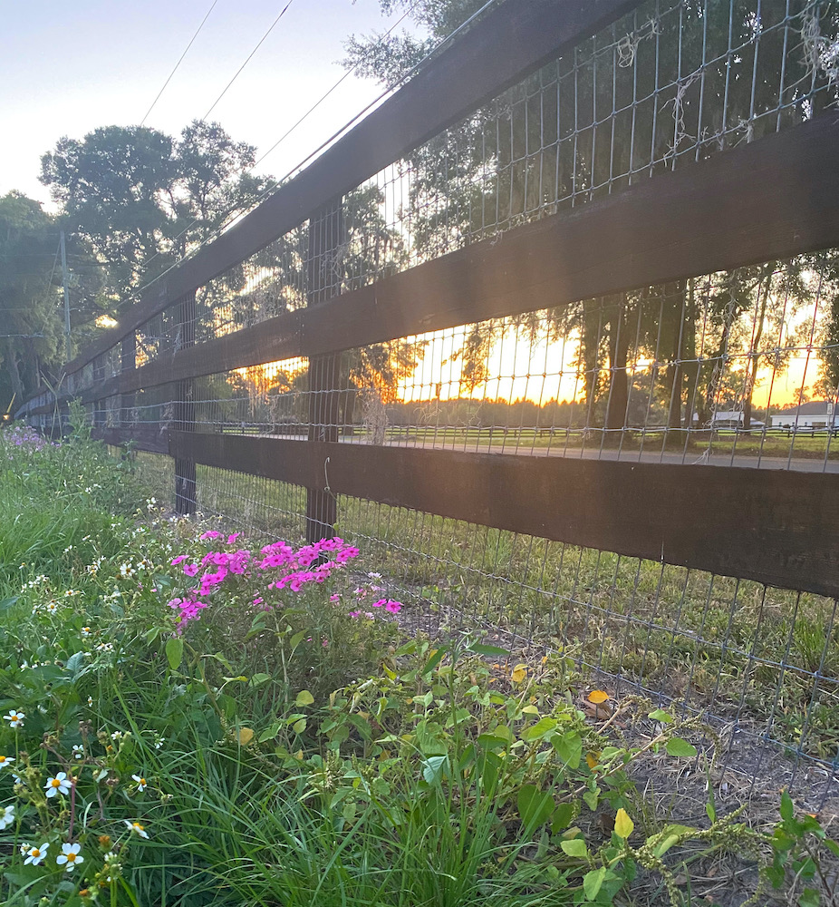 Wildflowers By Fence Of Ocala Farm