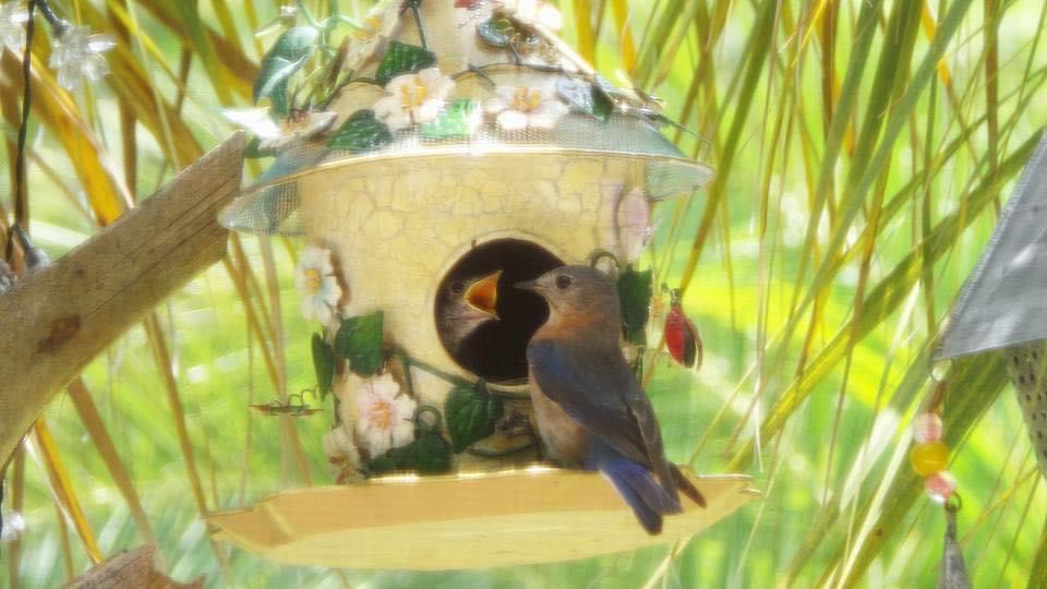 Baby Bluebird Is Being Fed By Its Parent In Ocala