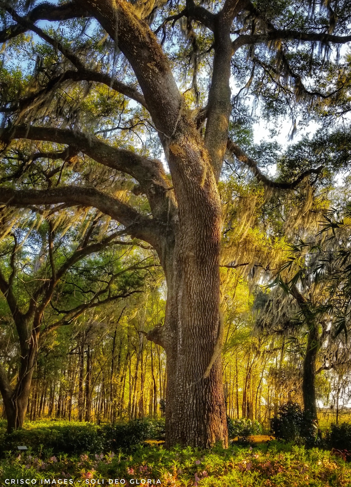 Getting Ready For Spring At Sholom Park In Ocala - Ocala-News.com