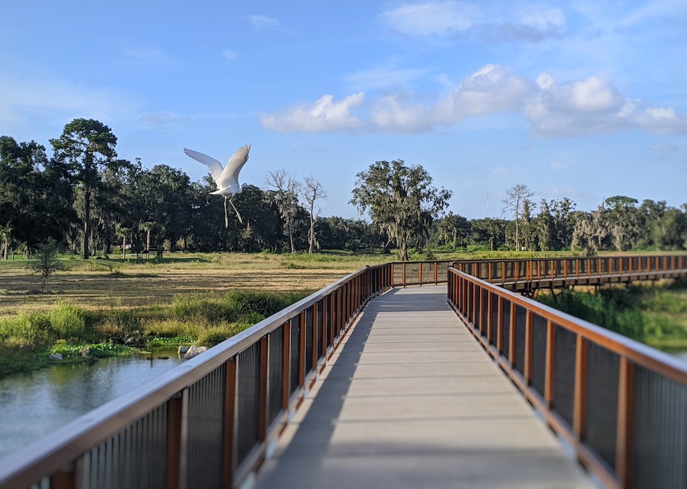 Ocala Wetland Recharge Park Egret landing on boardwalk