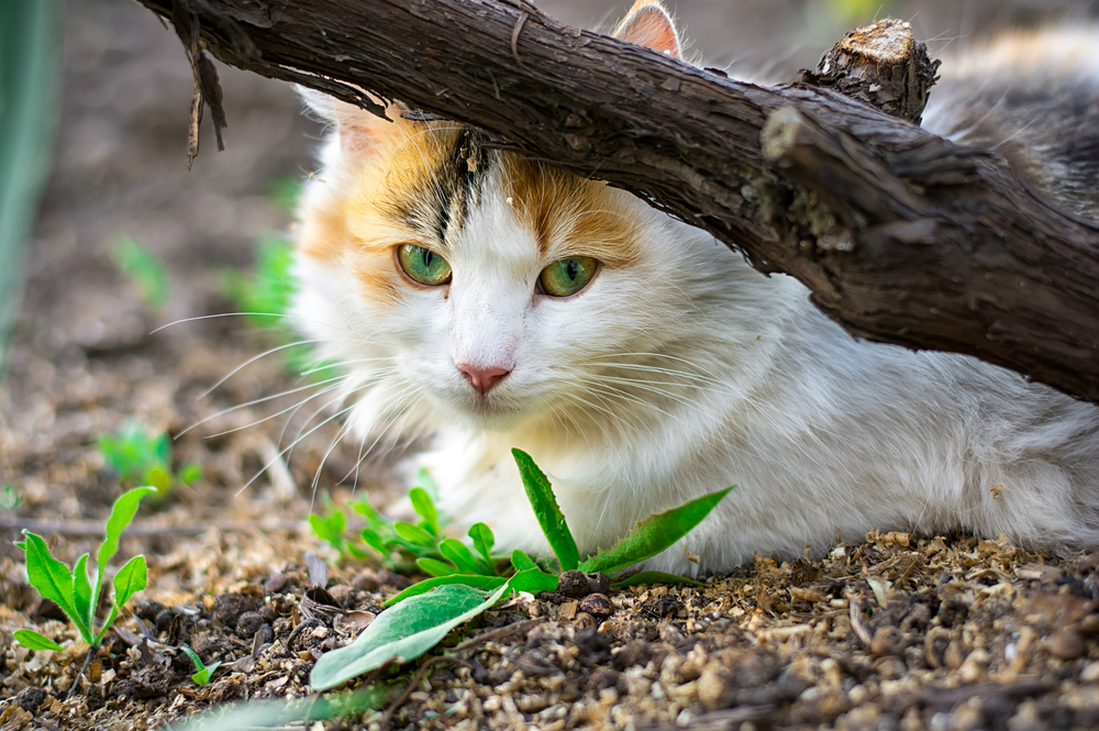 Feral cat