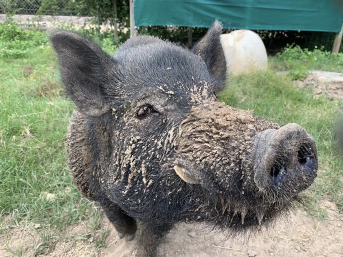 Black pig at Marion County Animal Shelter