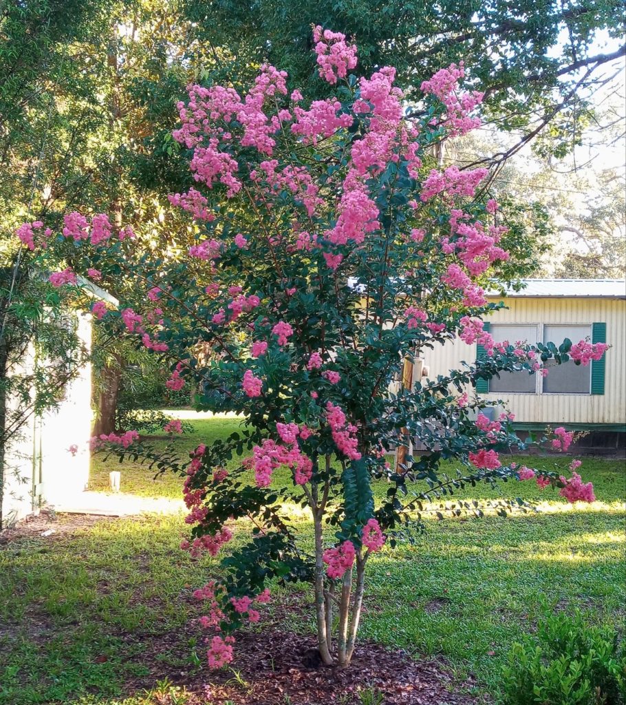 Blooming Crepe Myrtle In Silver Springs - Ocala-News.com