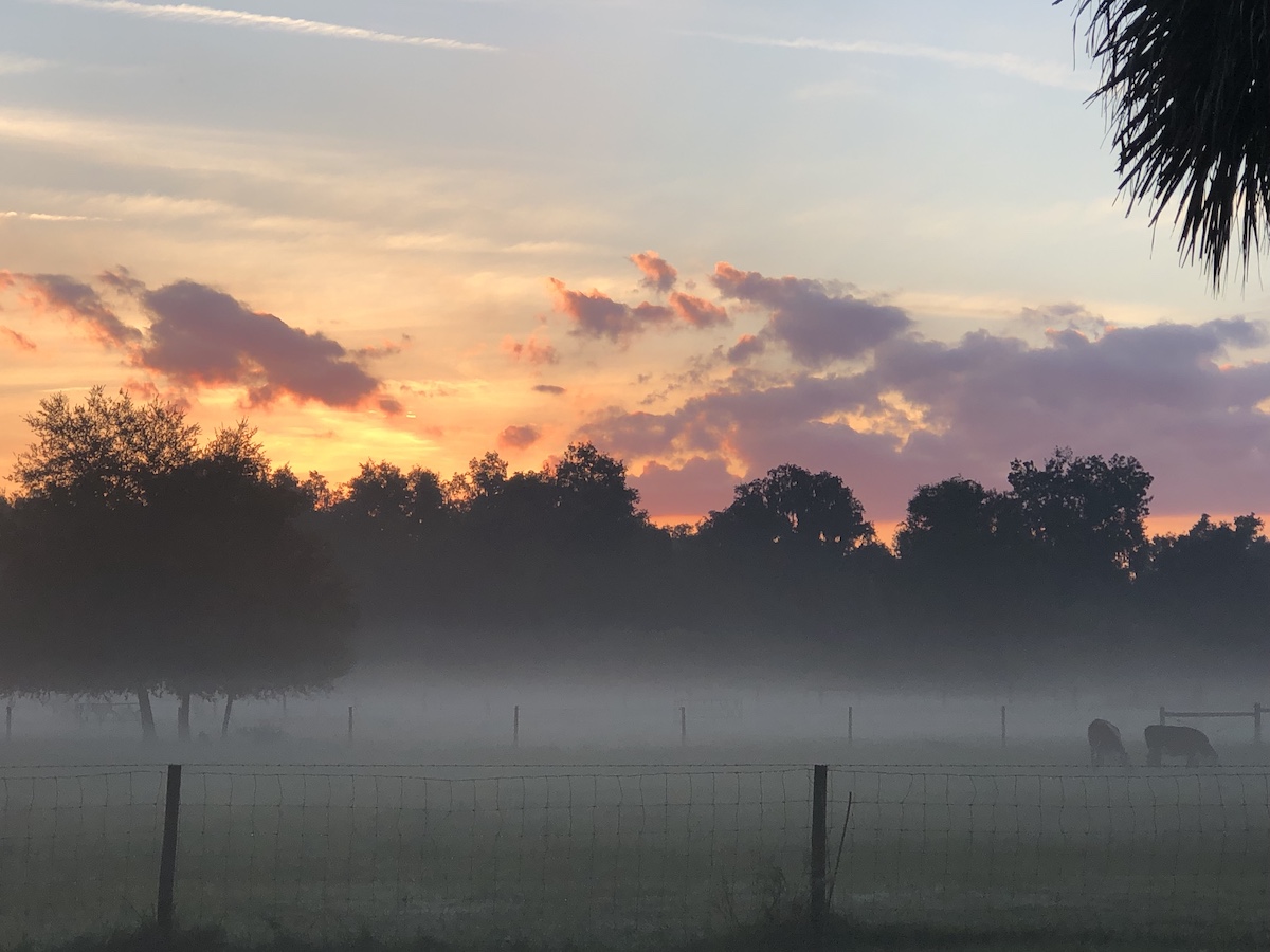 Brisk Morning Sunrise On The Farm In Citra