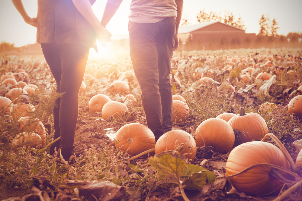 Pumpkin patches return to Ocala, Marion County