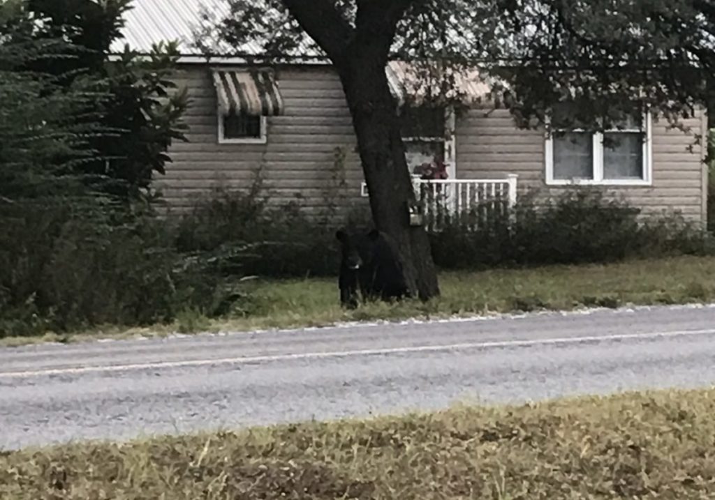 Jimmy Stuart spotted this black bear near his home recently