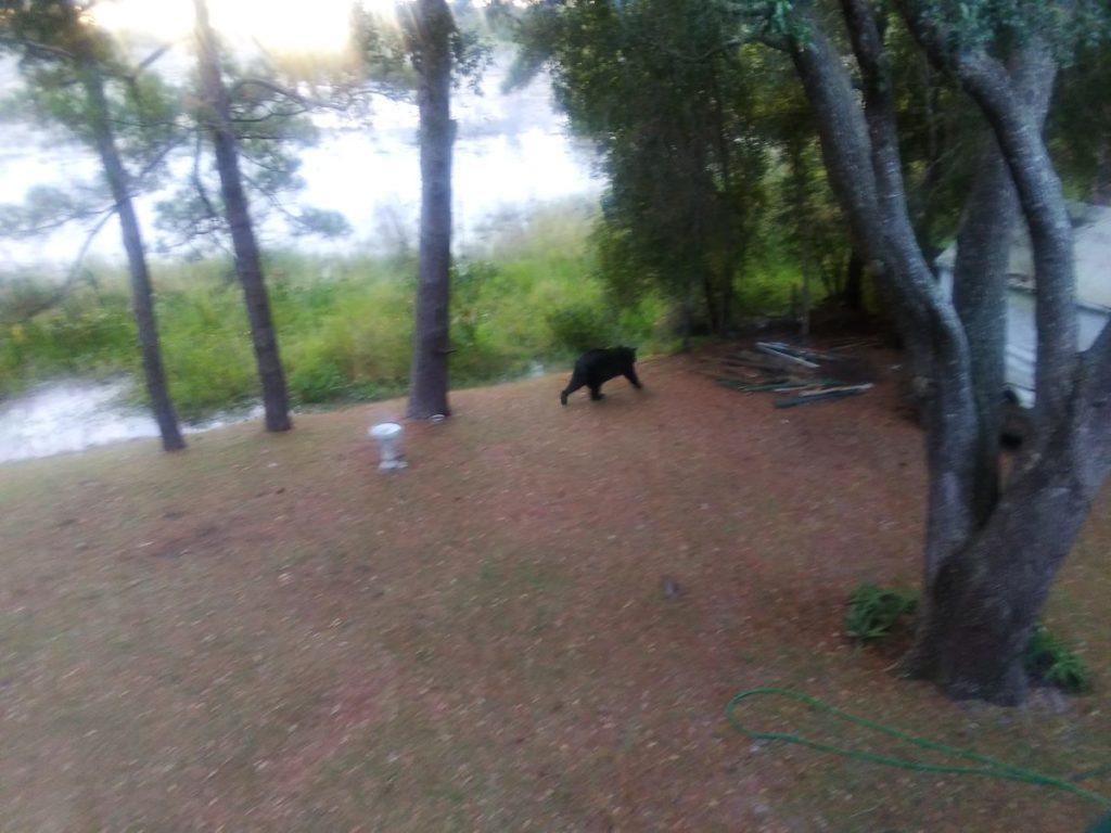 Cliff Frizzell spotted this black bear in his backyard in North Lake at Sunrise