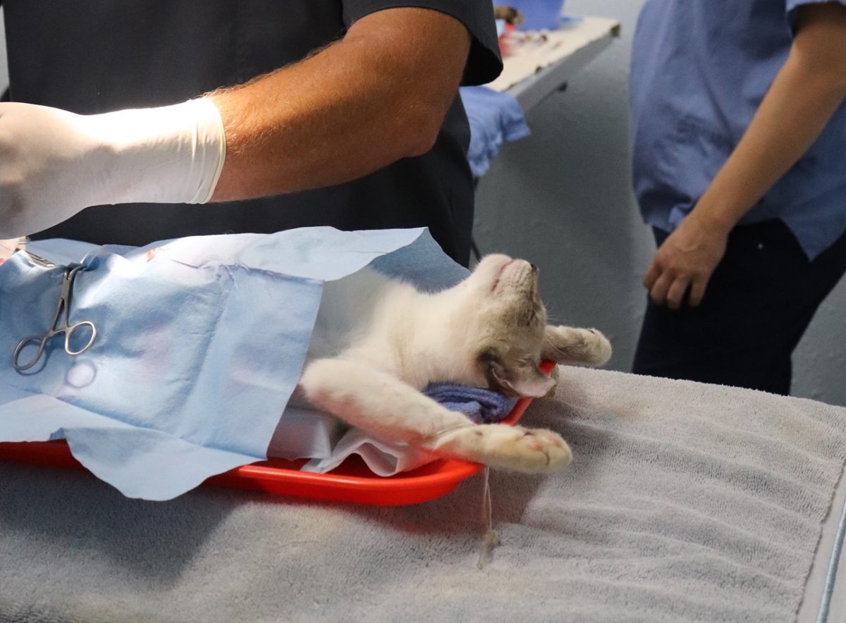 Cat being spayed