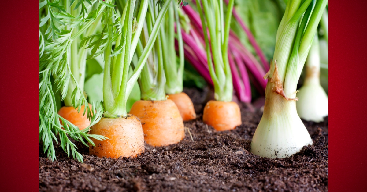 Ocala Wellness Community Garden hosts Garden Replant Day later this month