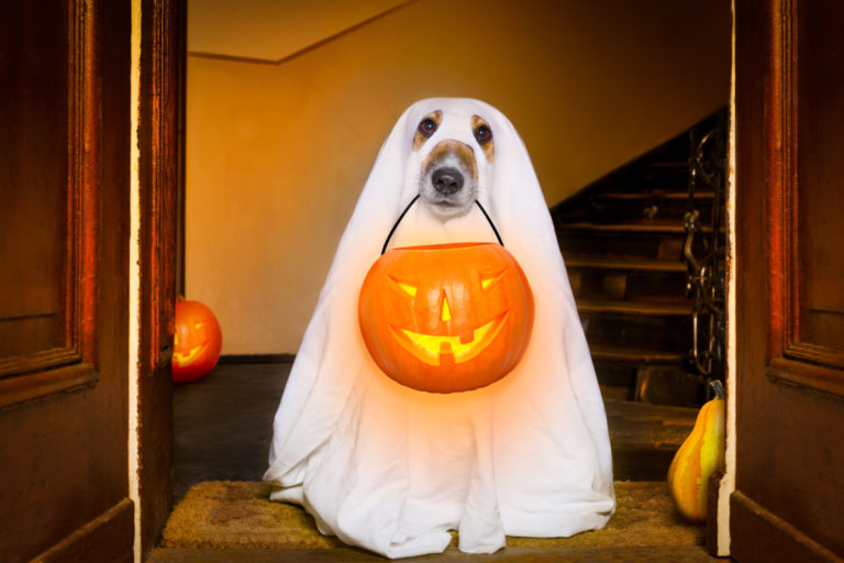 dog in ghost costume