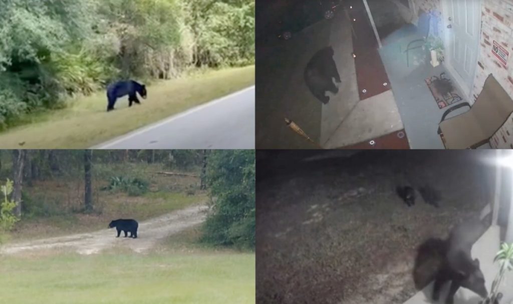 Black bears spotted around Marion County