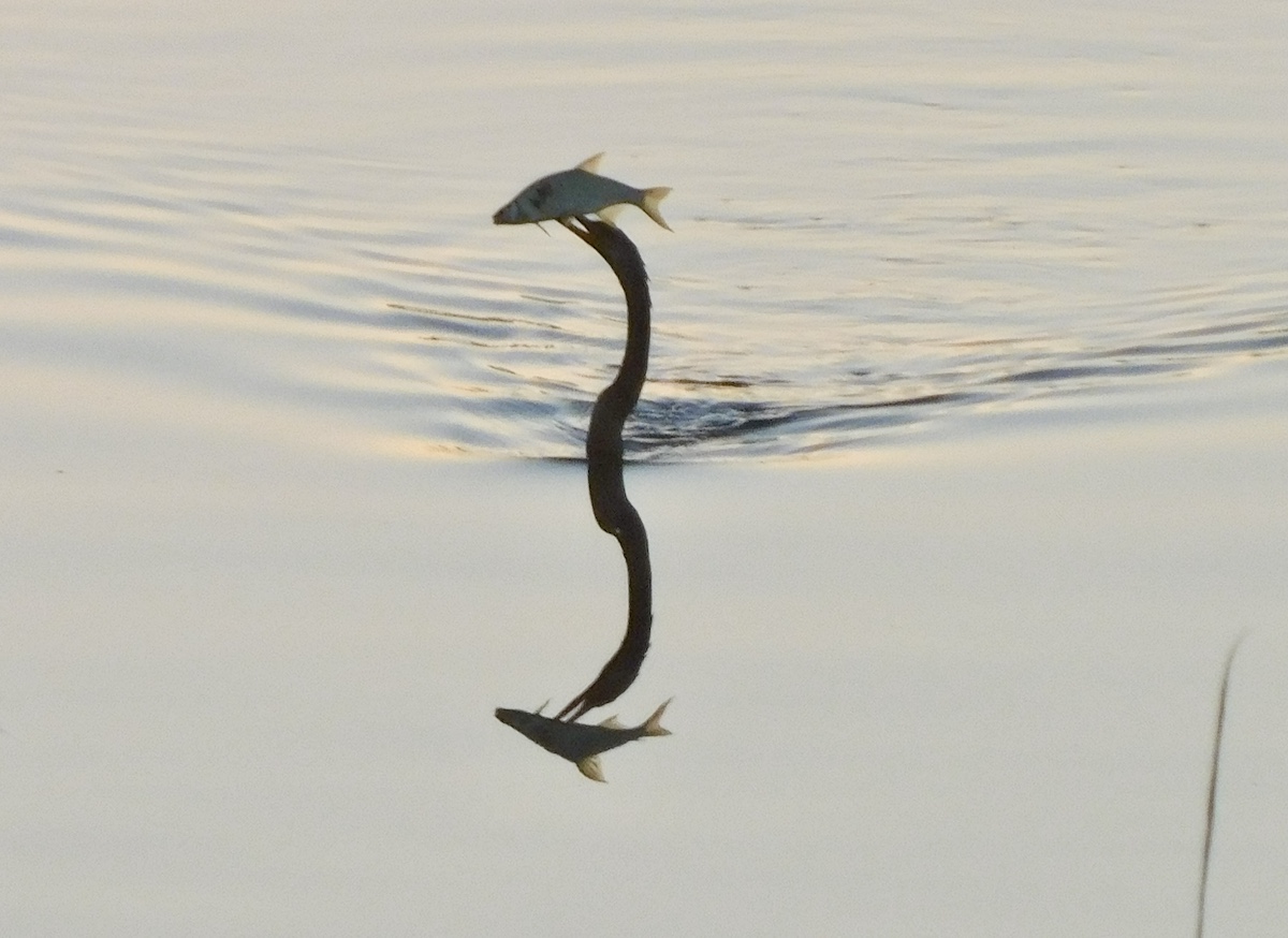 Anhinga Catches Fish Dinner In Ocala