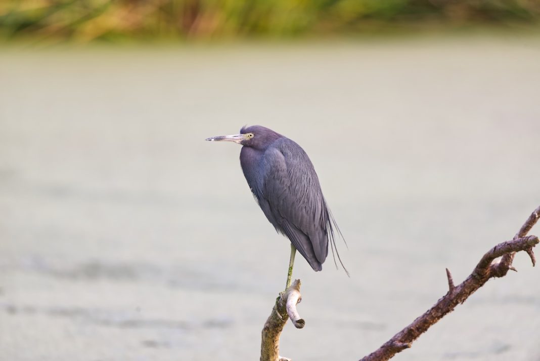 Little Blue Heron At Ocala Recharge Park - Ocala-News.com