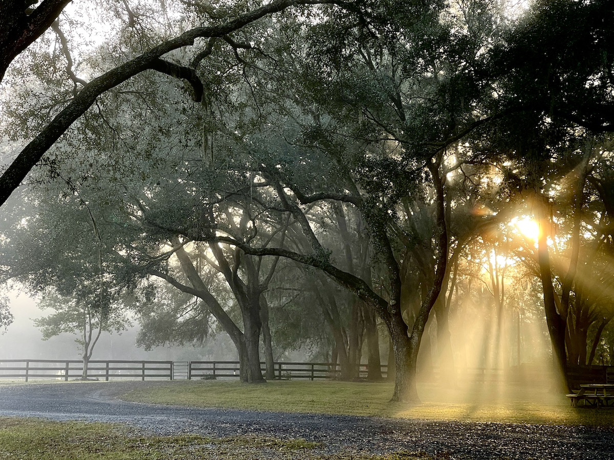 Sun Shining Through Trees In Morriston Ocala