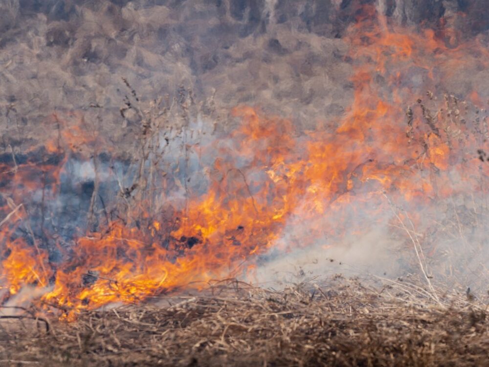 controlled burn