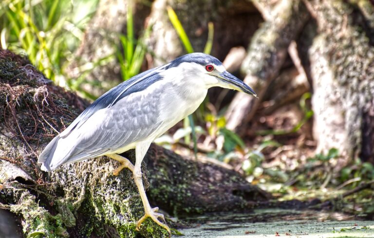 Black-Crowned Night Heron At Silver Springs State Park