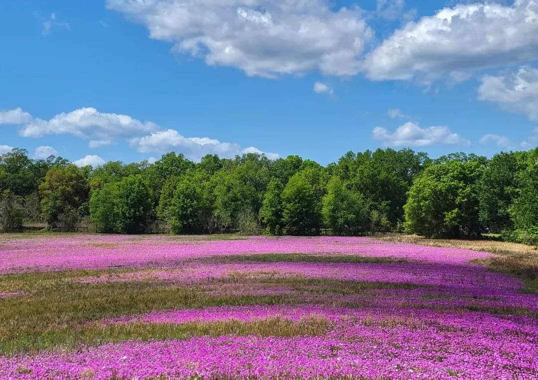 Spring Arrives In Ocala With Flowers In Bloom - Ocala-News.com