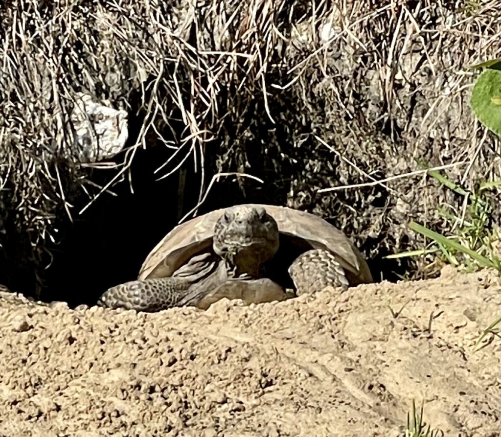 Gopher Tortoise On Withlacoochee State Trail - Ocala-News.com