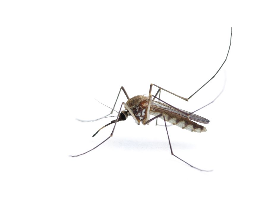 Mosquito-borne illness alert issued in Marion County