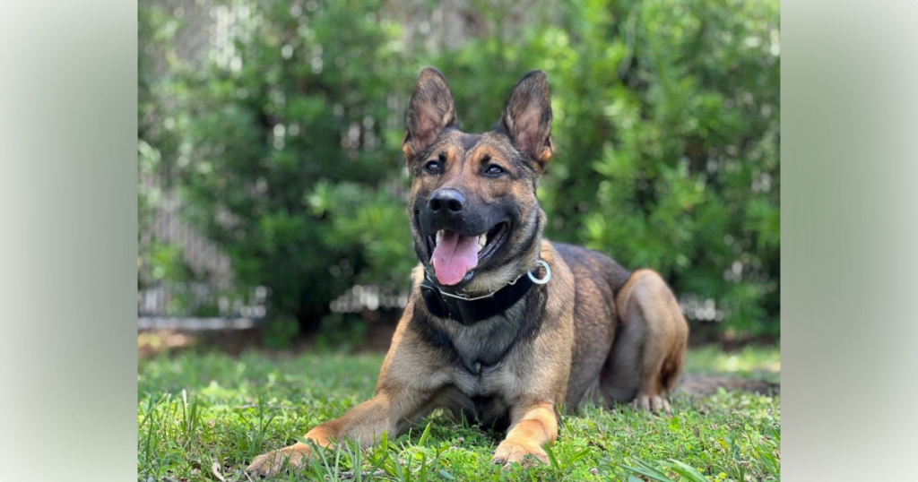 Ocala Police Department introduces newest member of K-9 unit - Ocala ...