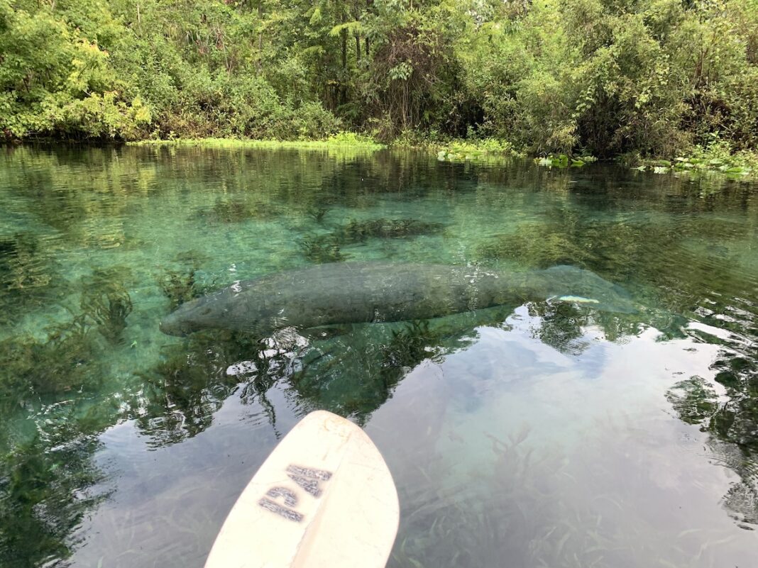 Manatee At Silver Springs State Park