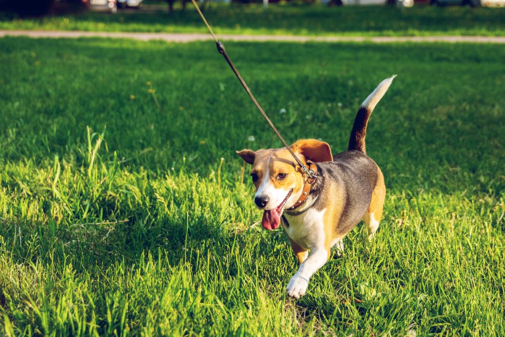 dog walking on lawn feature image