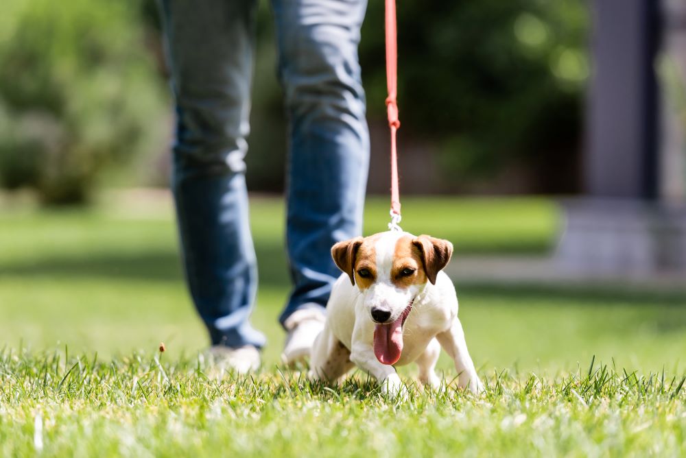 dog walk with leash feature image