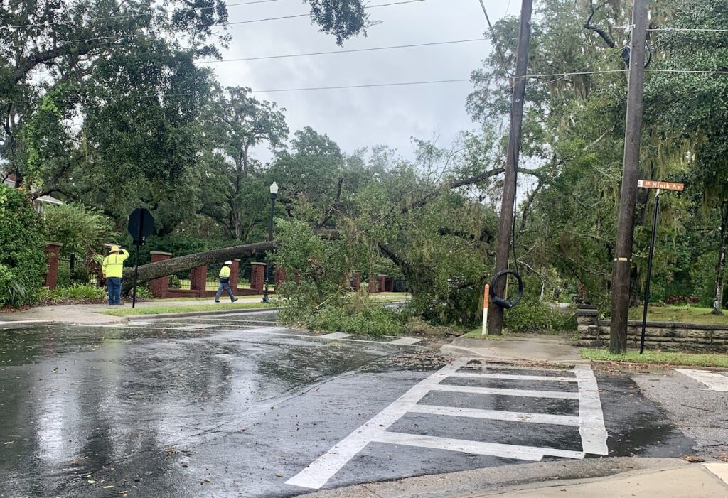 Oak Tree Uprooted In Ocala After Hurricane Nicole - Ocala-News.com