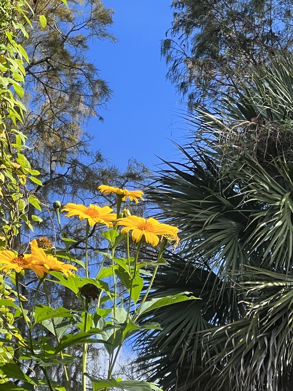 Flowers Blooming In Silver Springs State Park