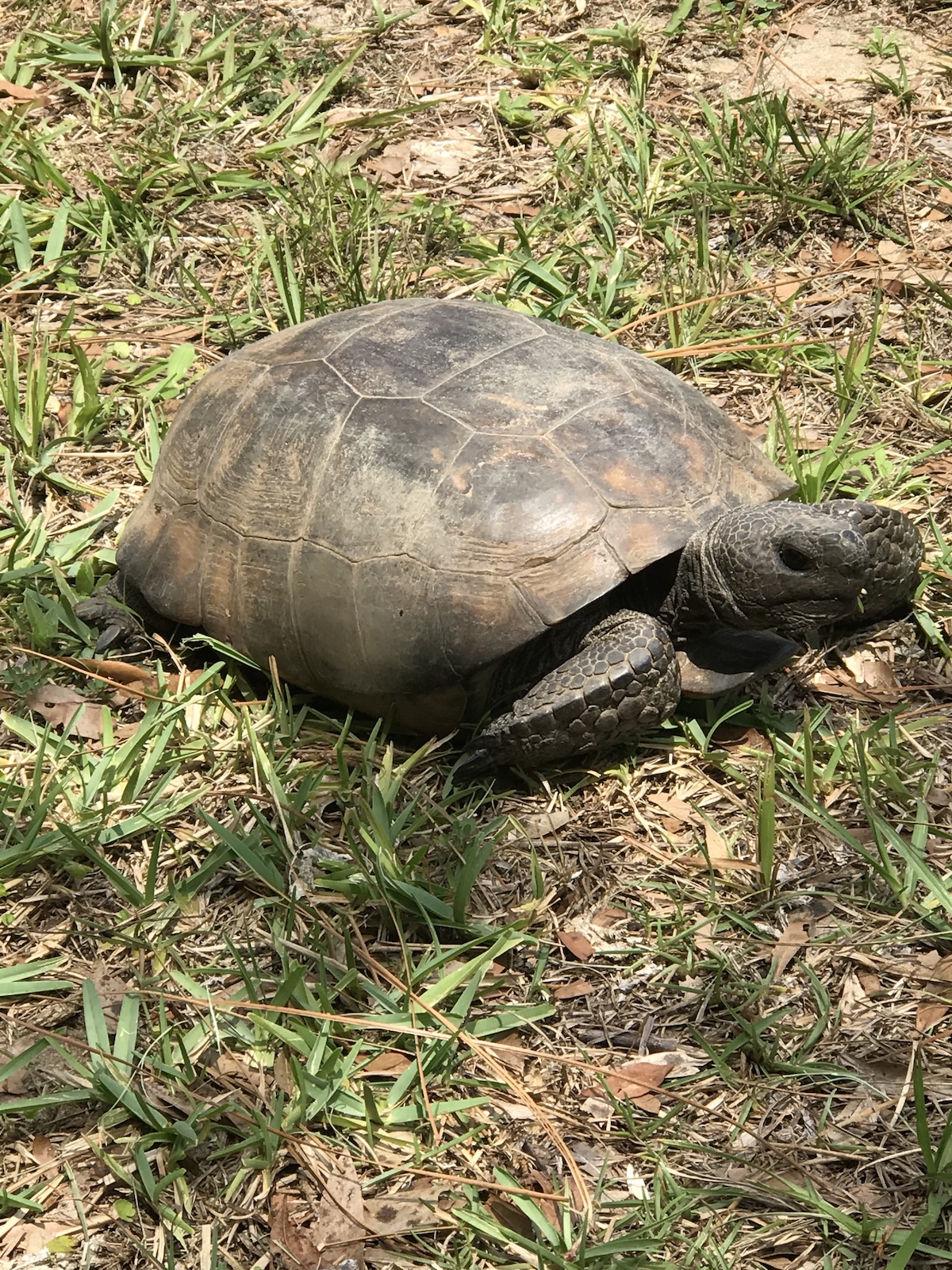 Gopher Tortoise Visiting Ocala Backyard - Ocala-News.com