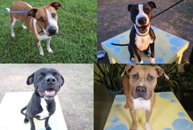 Marion County animal shelter reaches capacity, waives adoption fees ...