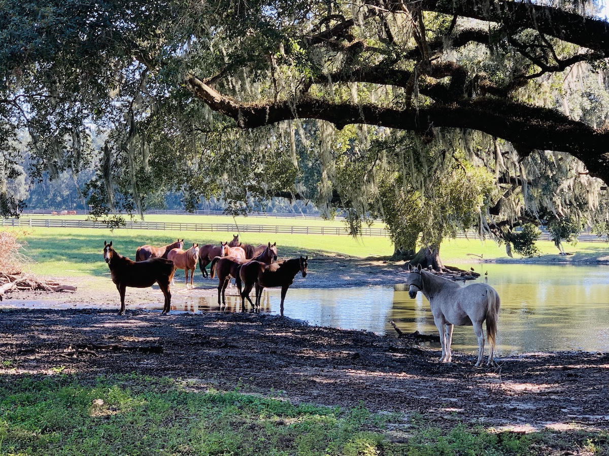 Horses On NW 95th Avenue Rd In Ocala