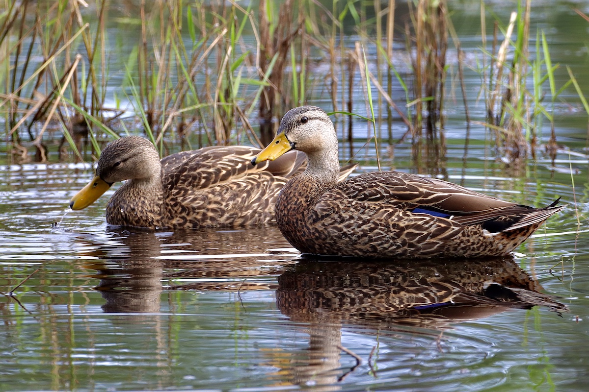 Mottled Ducks On Lake Amethyst At Silver Springs Shores