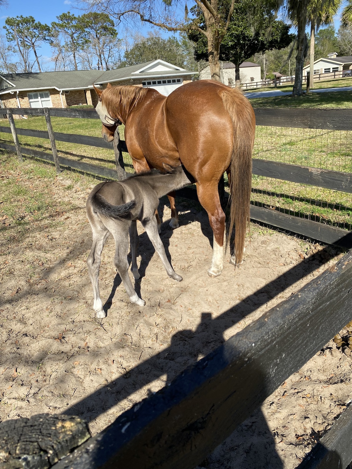 Newest Juvenile At Timberwood Subdivision In Ocala