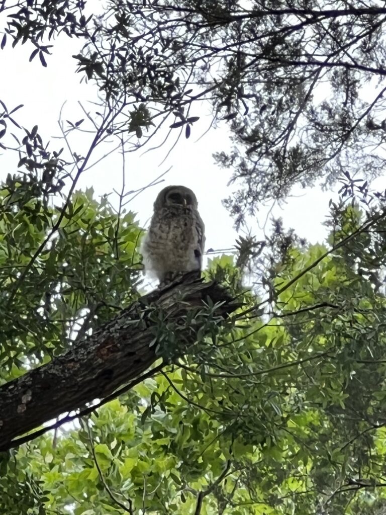 Baby barred owl in SE Ocala