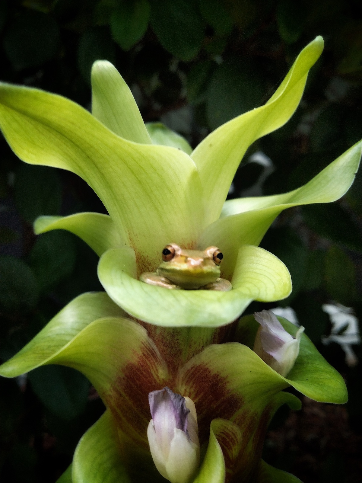 Tree frog resting in a tropical plant in Ocala