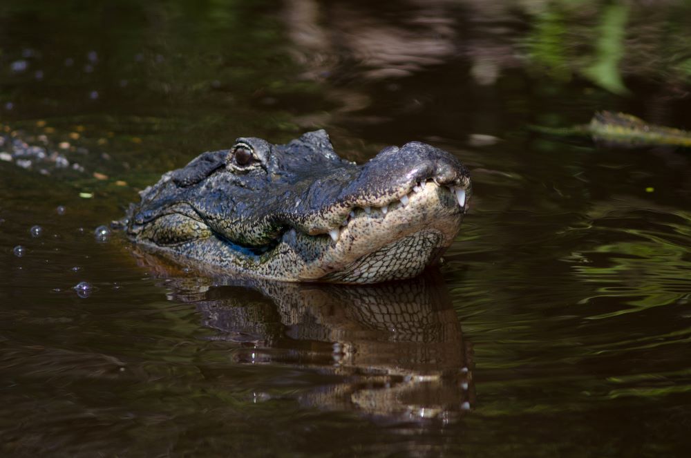 Alligator (stock image)