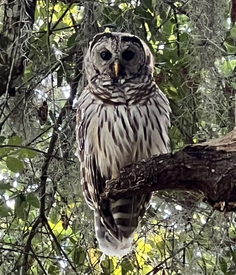 Barred owl spotted in Salt Springs