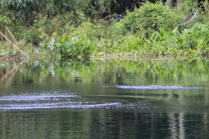 Mullet jumping high at Silver Springs State Park - Ocala-News.com