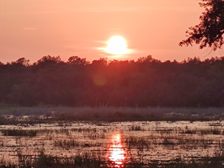 Glowing sunset in Ocala National Forest