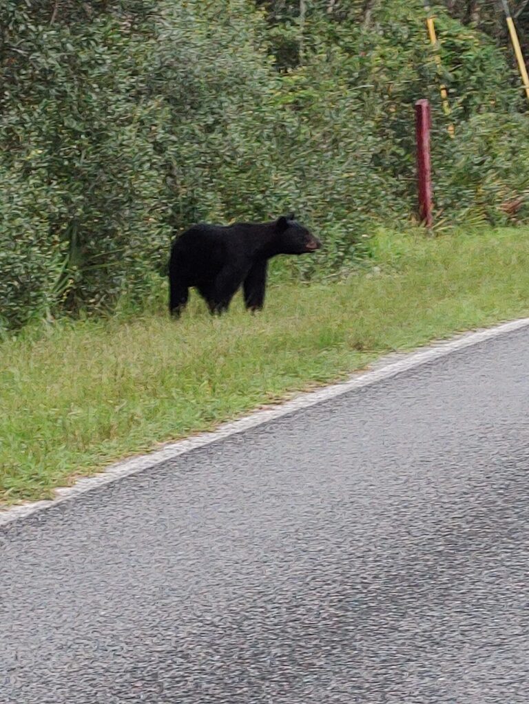 Black bear standing by road near the Ocala National Forest