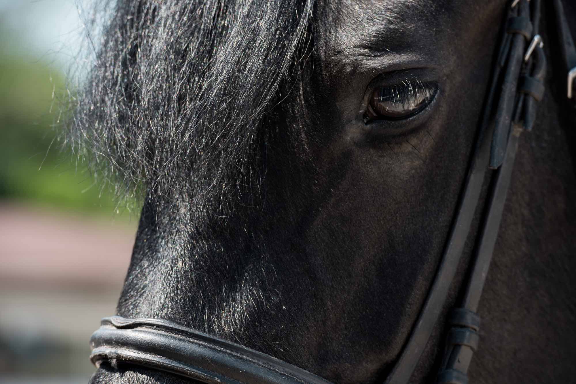 Horse close up on face and eye