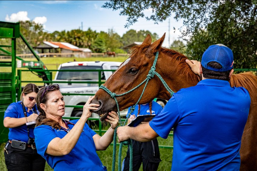 Marion County Animal Services looking to build expanded facility in Ocala