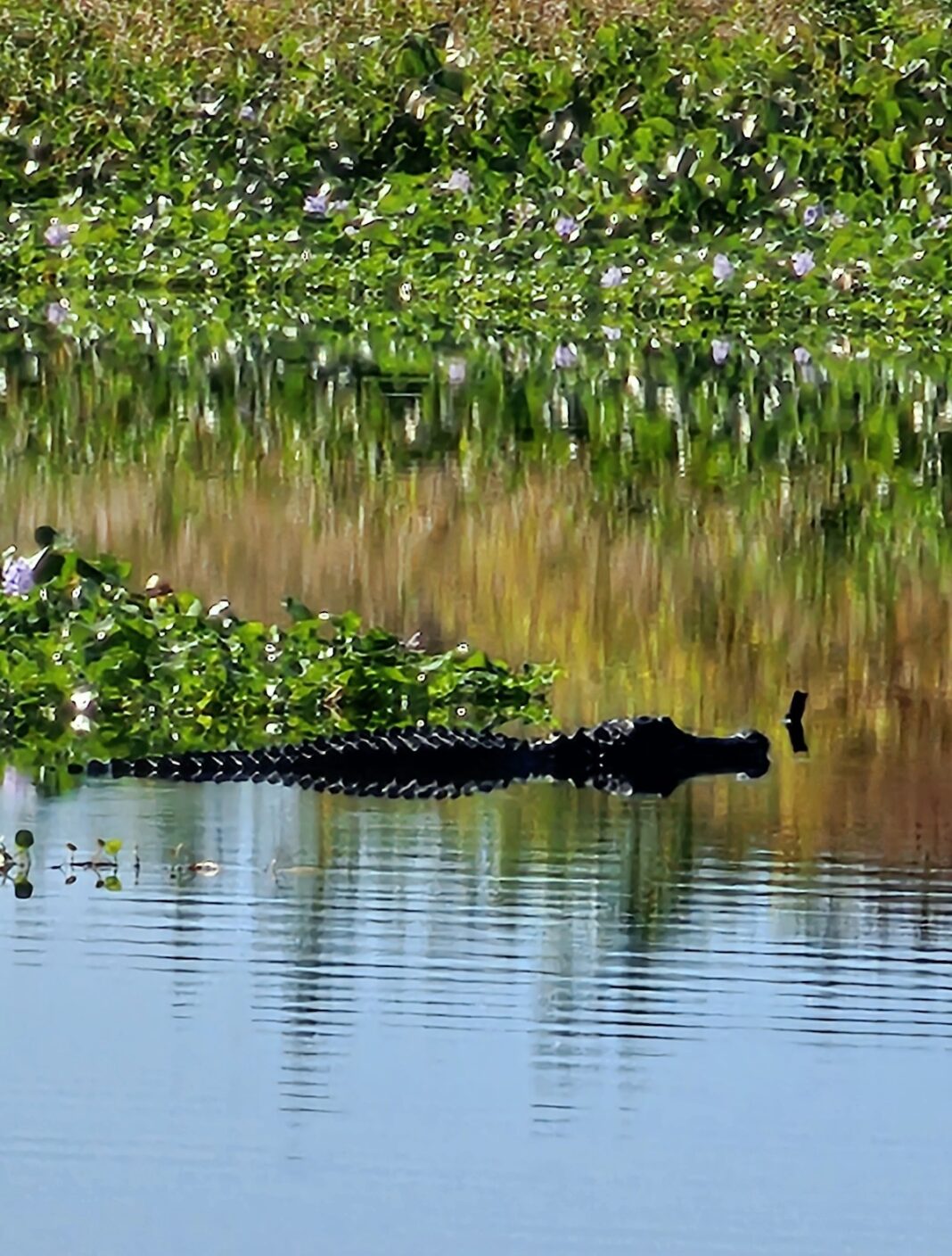 Huge alligator swimming at Paynes Prairie Preserve State Park - Ocala ...