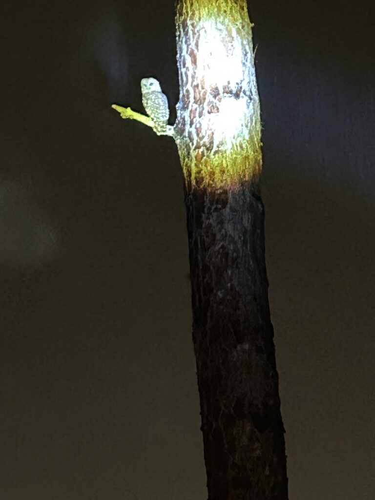 Owl spotted in tree in Ocala backyard