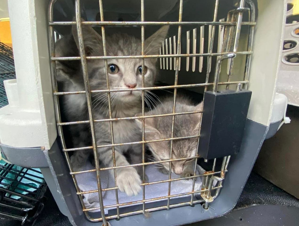 shelter cats (Marion County Animal Services) cropped