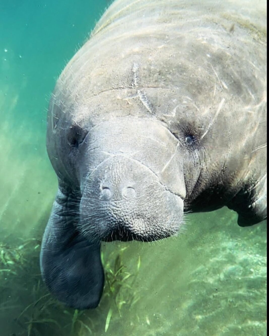 Underwater photo of manatee at Silver Springs State Park - Ocala-News.com