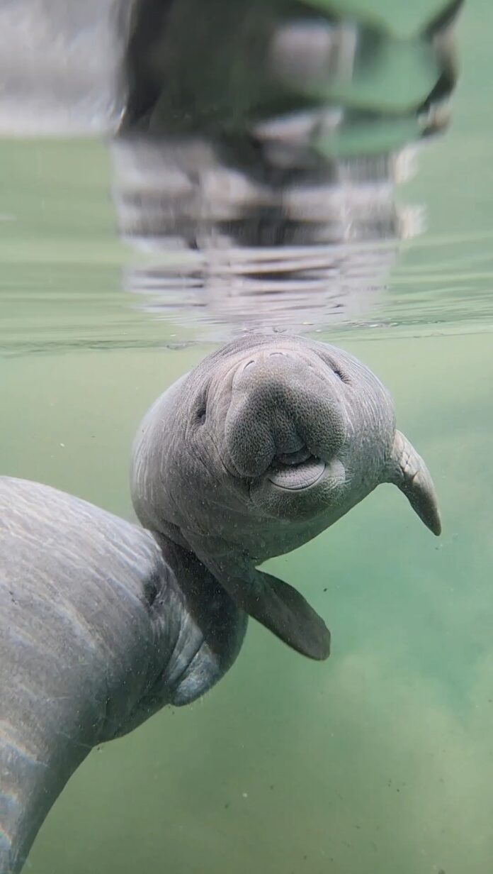 Manatee calf with mother at Silver Springs State Park - Ocala-News.com